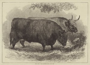Prijsossen op de Smithfield Club Cattle Show door Samuel John Carter